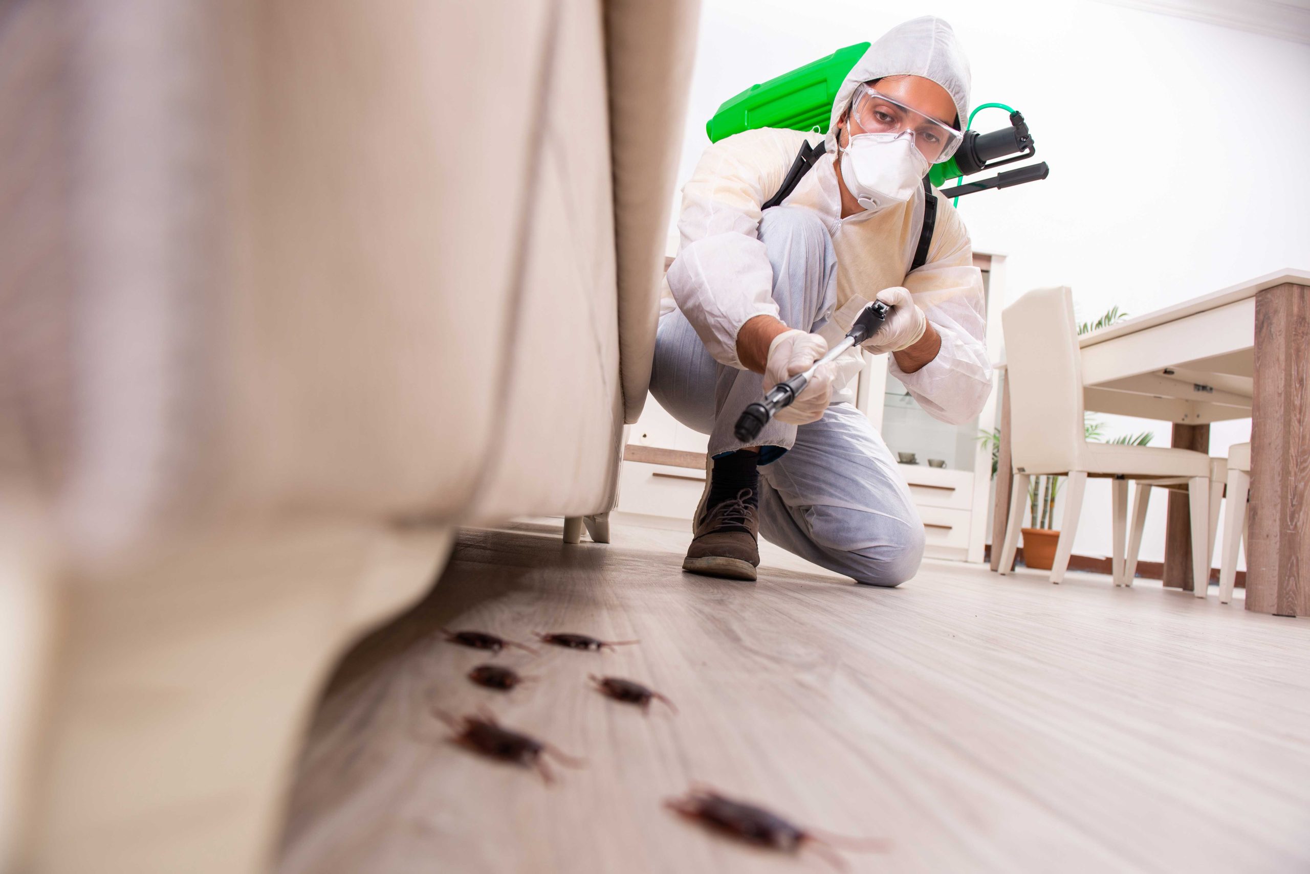 Pest Control Services in New Orleans